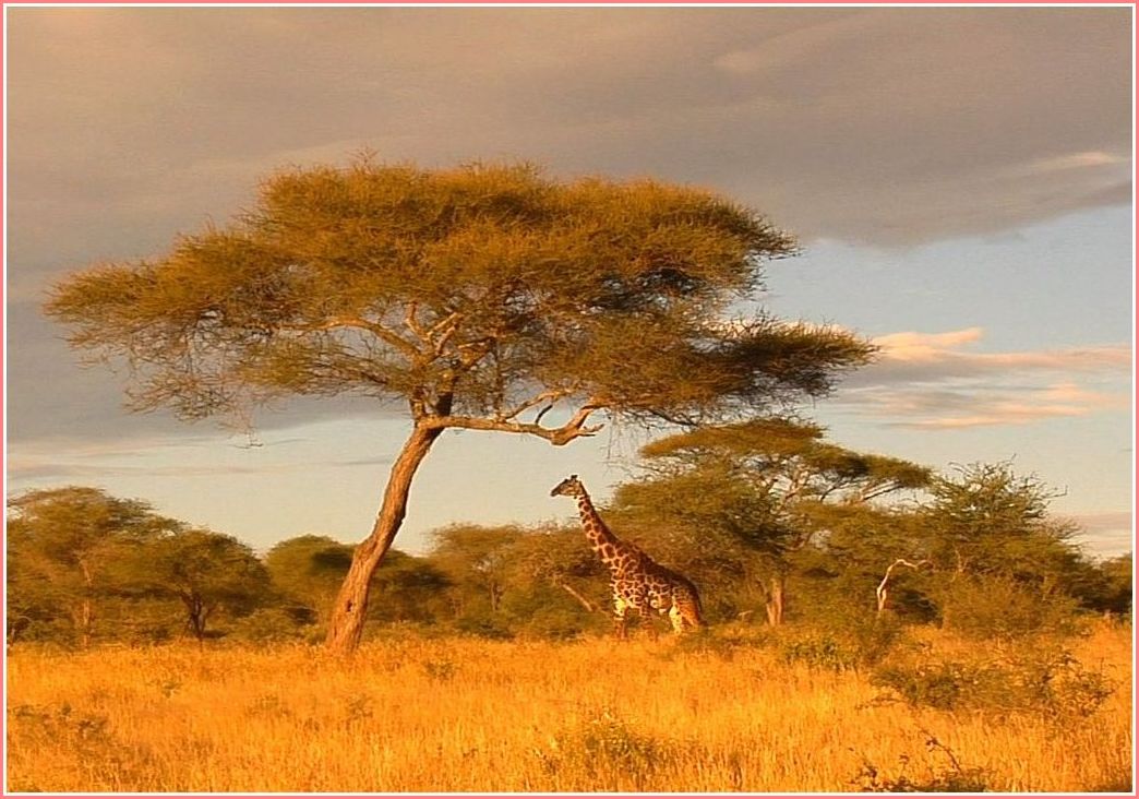 африка Africa