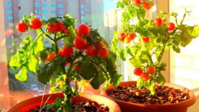 Growing Tomatoes in an Apartment