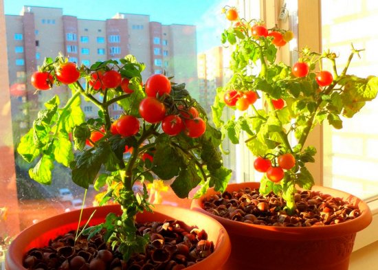 Growing Tomatoes in an Apartment